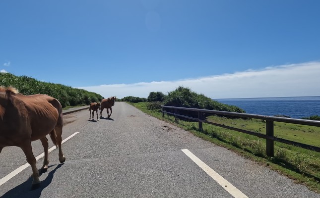 島を自由に旅する日本最西端のレンタカー｜ミミズレンタカー